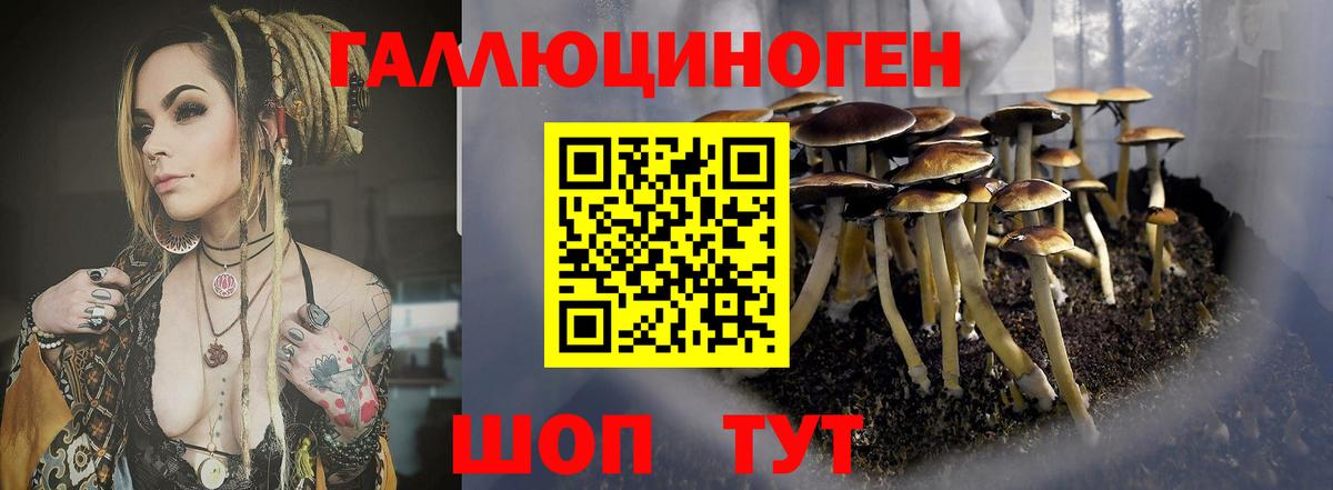 Новозыбков  Галлюциногенные грибы GOLDEN TEACHER  Псилоцибиновые грибы GOLDEN TEACHER  Вход с VPN 